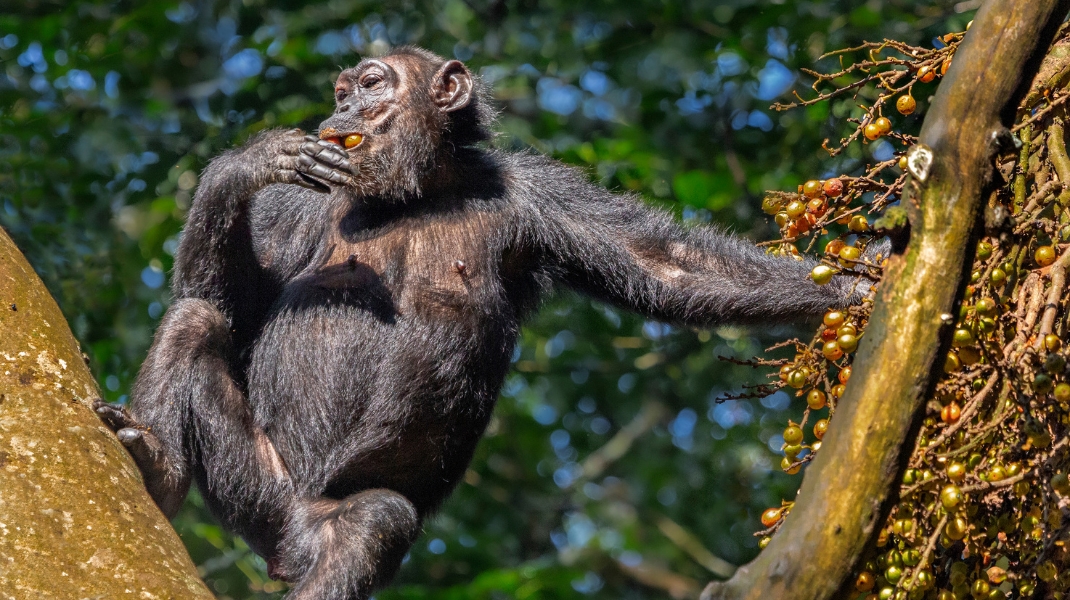 Uganda & Rwanda Gorillas