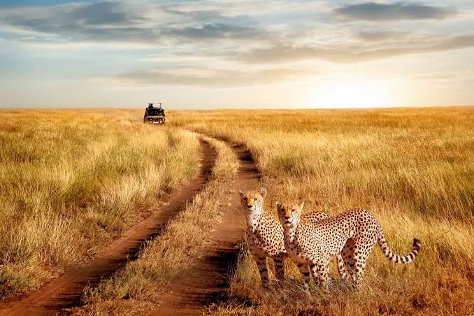 GoldenStar 4x4 Cruiser on Safari